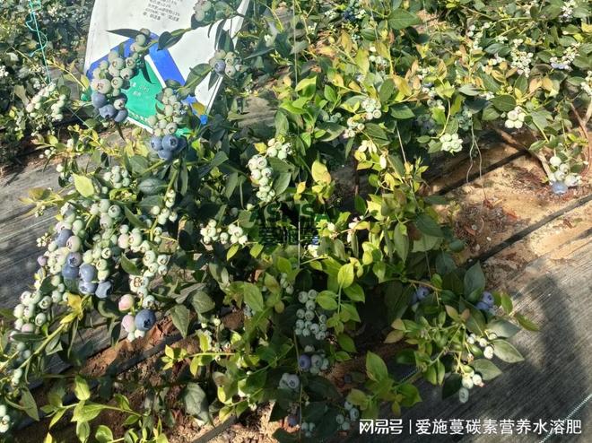 南宫NG28-想让水溶肥效果拉满？正确使用方式看这里